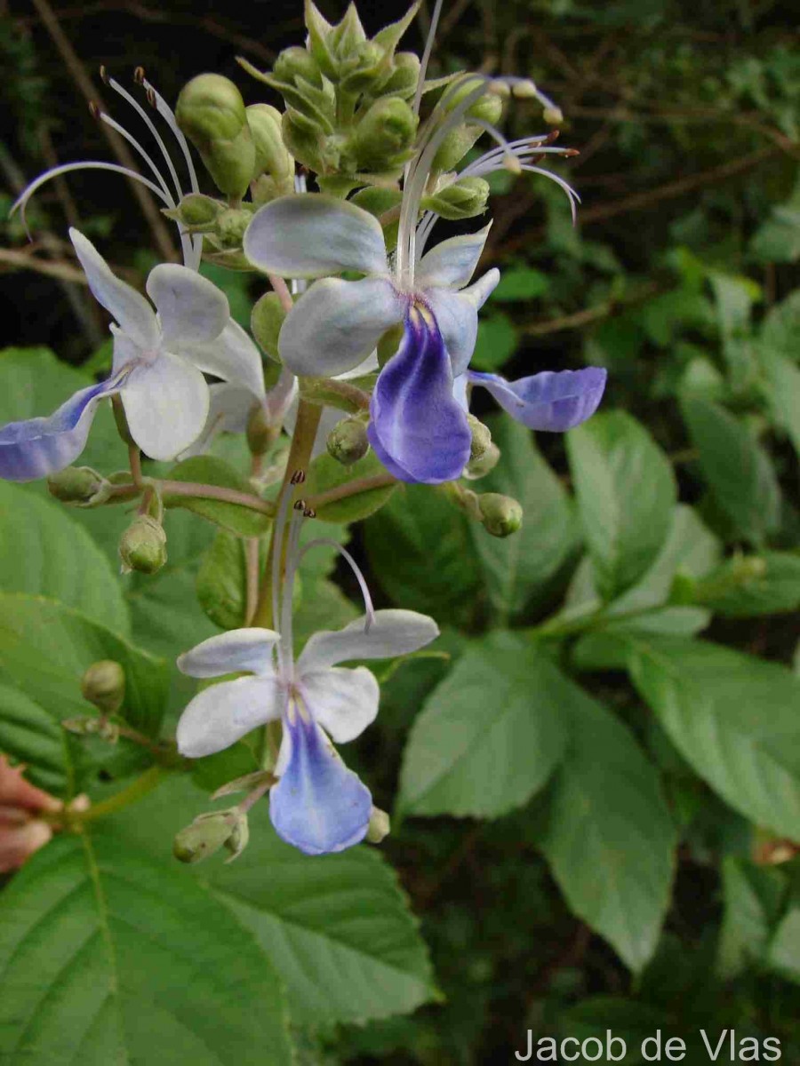 Rotheca serrata (L.) Steane & Mabb.